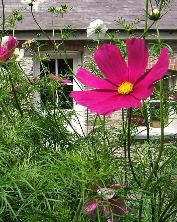 Cilgerran Rhosygilwen Courtyard B&B 외부 사진